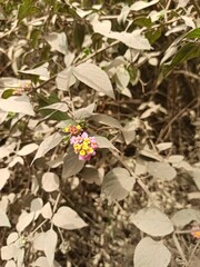 beautiful flowers from dusty plant