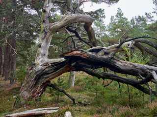 Mystischer Darßer Urwald, Nationalpark Vorpommersche Boddenlandschaft, Mecklenburg Vorpommern, Deutschland