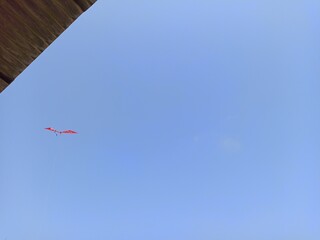 Fototapeta na wymiar kite in blue sky