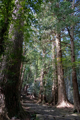 Part of Kumano Kodo pilgrimage trail leading through the forest to Kumano Nachi Taisha Shinto shrine in Wakayama Prefecture, Japan.