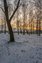 Freeze landscape of the forest during the sunset. Trees are highlighted by the sunlight.