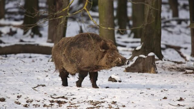 Big wild boar (Sus scrofa) in a snowy forest. Wildlife scene with dangerous animal.