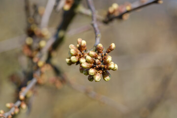Frische Knospen und Triebe im Frühling an einem Baum - freigestellt vor einem natürlichen...