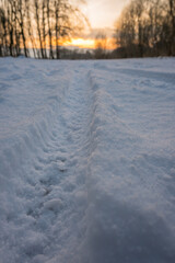 Freeze landscape of the forest during the sunset. Trees are highlighted by the sunlight.