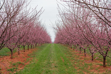 Pink blooming peach gardens in early spring, red earth and bright green grass between the aisles among the trees