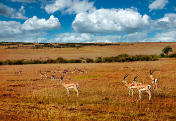 Gazelles in Kenya