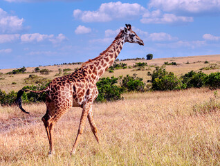 Giraffes in Africa