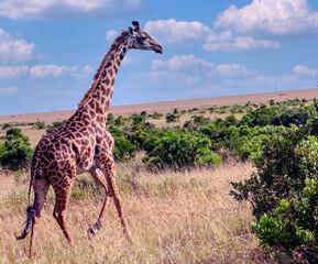 Giraffes in Africa
