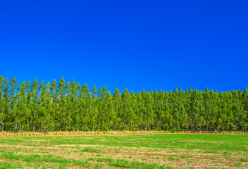 Obraz premium tree. preservation of nature and environment