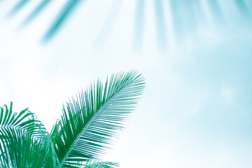 green palm leaves on a light blue background, toned template for text, frame. - obrazy, fototapety, plakaty