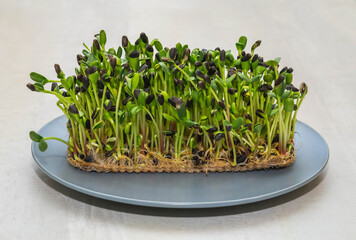 Sunflower sprouts on a plate. Vegetarian food