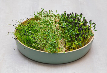 Clay dish with three types of micro-greens