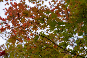 Maple leaves turning orange and red in fall around shrines and temples in the woods at Mount Koya in Wakayama Prefecture, Japan.