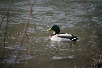 Gänsesäger Erpel, Mergus merganser auf einem Fluss