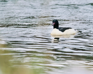 Gänsesäger Erpel, Mergus merganser auf einem Fluss