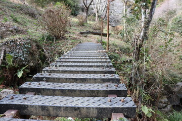 stairs in the forest