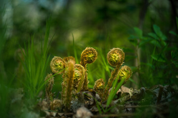 Beautiful, fresh fern sprouts in spring woodlands. Closup of growing fern plant. Natural spring scenery in Northern Europe.