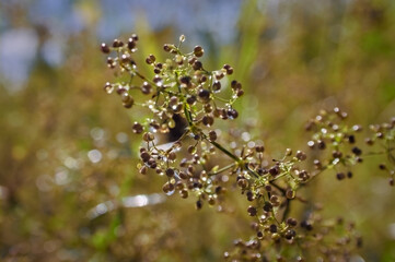 Morning field background with wild flowers. Wild flowers in a meadow nature.