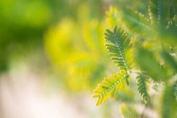 ミモザアカシアの葉