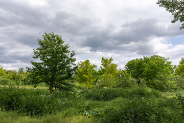 Fototapeta na wymiar densely overgrown green landscape in summer