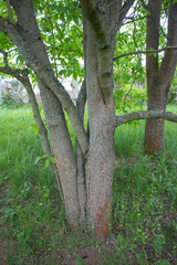 Eucommia ulmoides Stamm