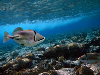 Coral Reef With Great Hard And Soft Corals At The Bottom Of Tropical Sea