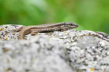Common wall lizard sunbathing (Podarcis Muralis)	
