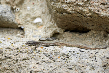 Common wall lizard sunbathing (Podarcis Muralis)	