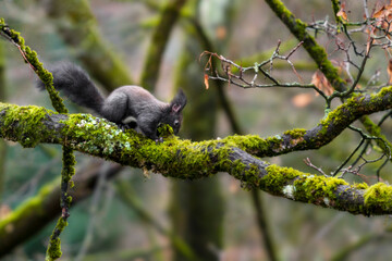 winter preparations of wild squirrel on moss-covered tree - eye level