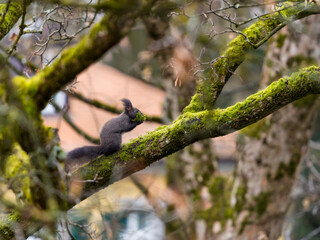 winter preparations of wild squirrel on moss-covered tree - eye level
