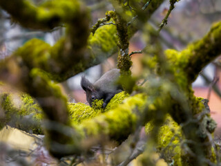 winter preparations of wild squirrel on moss-covered tree - eye level