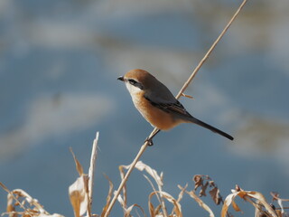 秋の草原のモズ