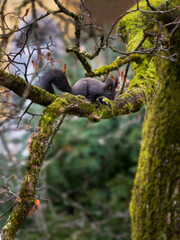 wild squirrel on moss-covered tree - eye level