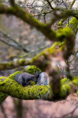 winter preparations of wild squirrel on moss-covered tree - eye level