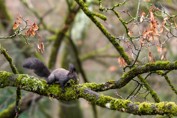 winter preparations of wild squirrel on moss-covered tree - eye level