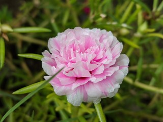 A macro shot of a pink portulaca flower