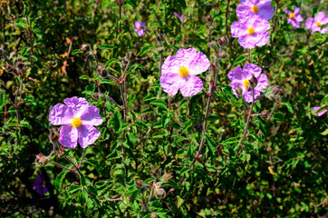 Cistus creticus, a plant cultivated for its beauty. Iturraran Botanical Garden, Gipuzkoa, Basque Country