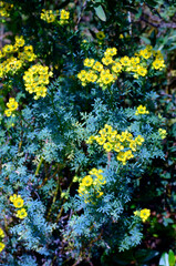 Ruta graveolens, native plant of southern Europe cultivated for its beauty. Iturraran Botanical Garden, Gipuzkoa, Basque Country