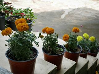 Winter Gardening Flowers