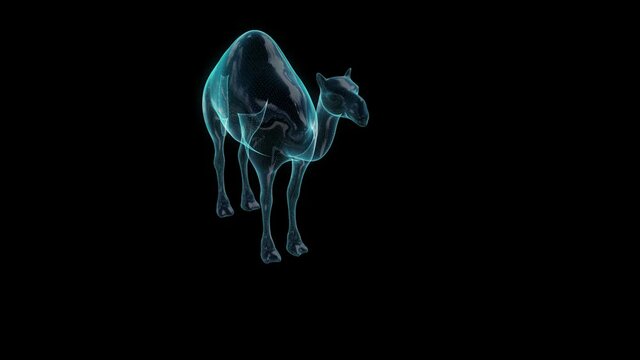 Camel 3d model. Animal in motion and points connected to form.