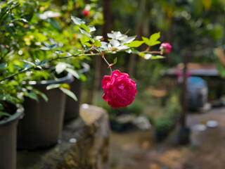 Winter Gardening Flowers