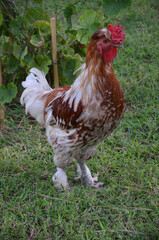Close-up image of a brown and white rooster. A rooster wandering on the lawn.