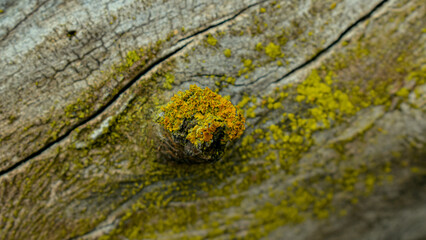 A little lichen
