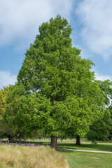 Metasequoia glyptostroboides Urweltmammutbaum im Berggarten Hannover