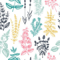 Mints and balms seamless pattern. And sketched aromatic and medicinal herb background. Herbal tea ingredients. 