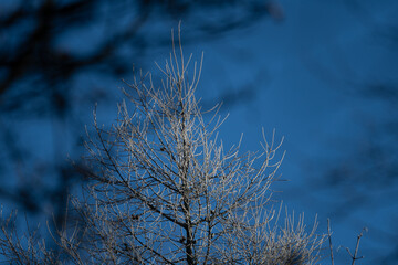 Frost covered tree on a winter morning