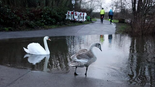 cyclists on flood river,swans use floods on the river Ruhr in Essen bicycle NRW Germany, 29.01.2021
