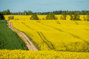 field rapeseed top view spring flowering rapeseed oil agroculture yellow color