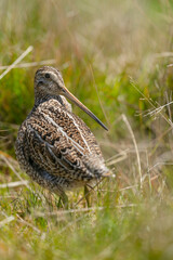 The Magellanic Snipe (Gallinago magellanica)