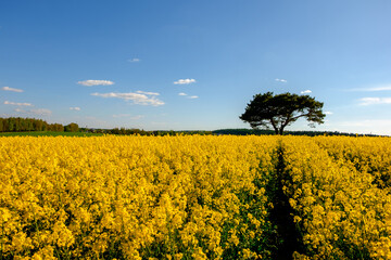 
Rapeseed field in May with track